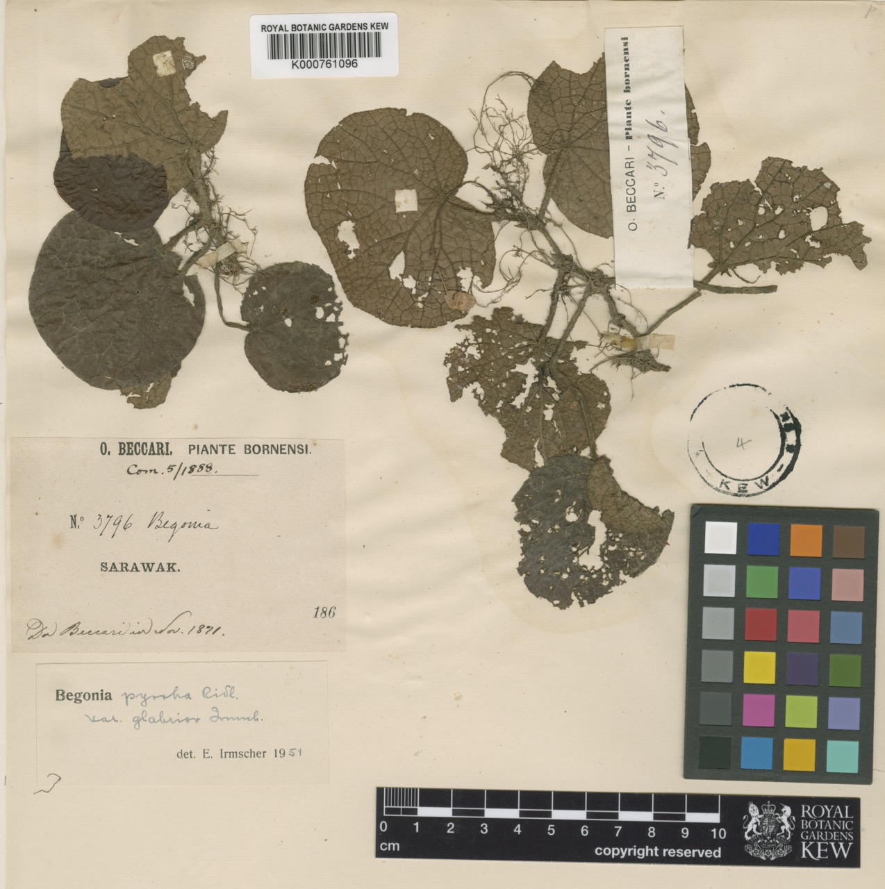 B. pyrrha